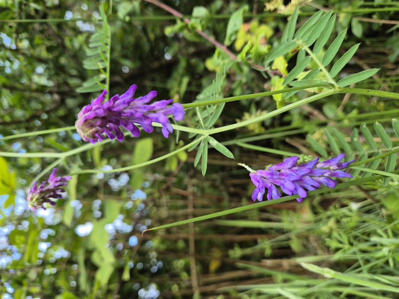 Tufted Vetch Vicia cracca Pishyr lughag