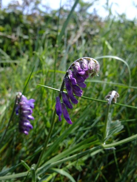 Tufted Vetch Vicia cracca Pishyr lughag