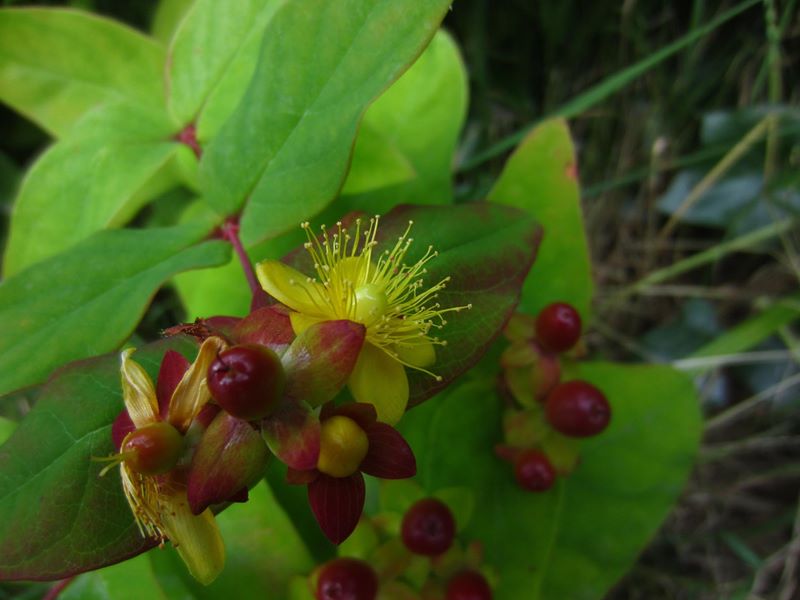 Tutsan Hypericum androsaemum Mess muc-oaldey