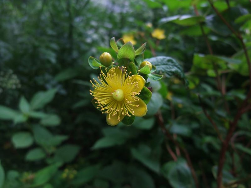 Tutsan Hypericum androsaemum Mess muc-oaldey