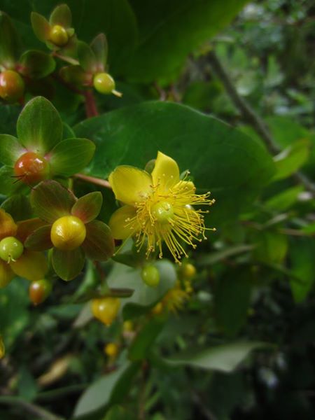 Tutsan Hypericum androsaemum Mess muc-oaldey