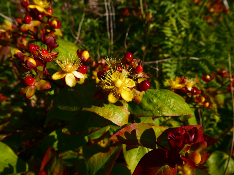 Tutsan Hypericum androsaemum Mess muc-oaldey