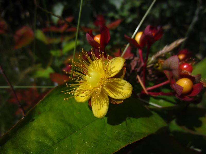 Tutsan Hypericum androsaemum Mess muc-oaldey