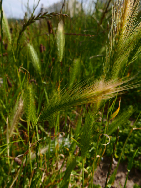 Wall Barley Hordeum murinum Oarn voalley