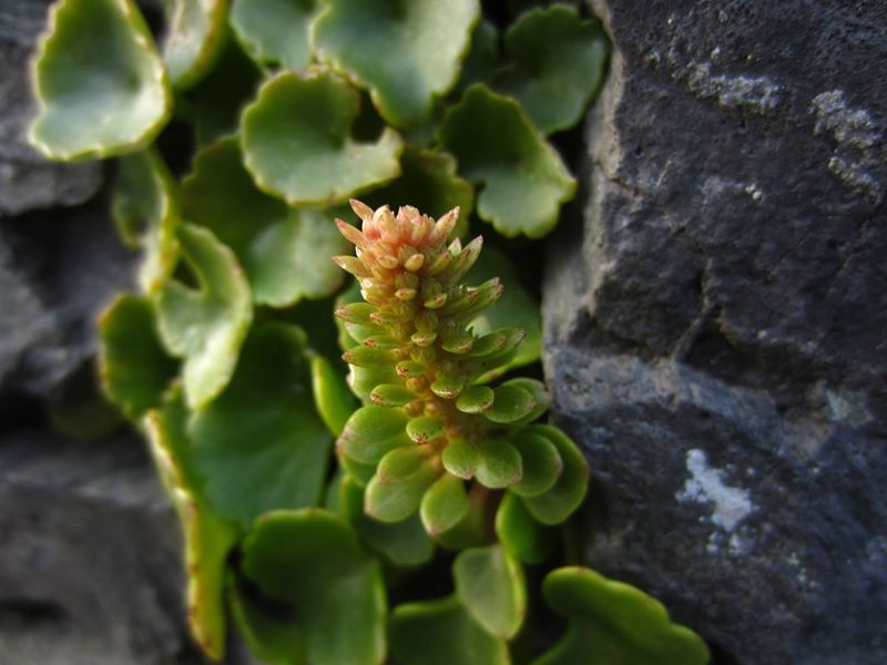 Wall Pennywort Umbilicus rupestris Bee ferrish