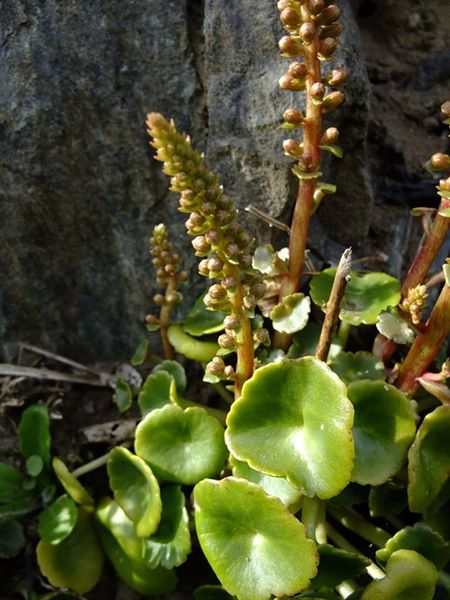 Wall Pennywort Umbilicus rupestris Bee ferrish