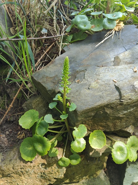 Wall Pennywort Umbilicus rupestris Bee ferrish