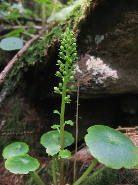 Wall Pennywort Umbilicus rupestris Bee ferrish