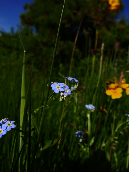 Water Forget-me-not Myosotis scorpioides Lus-vieygh yn ushtey