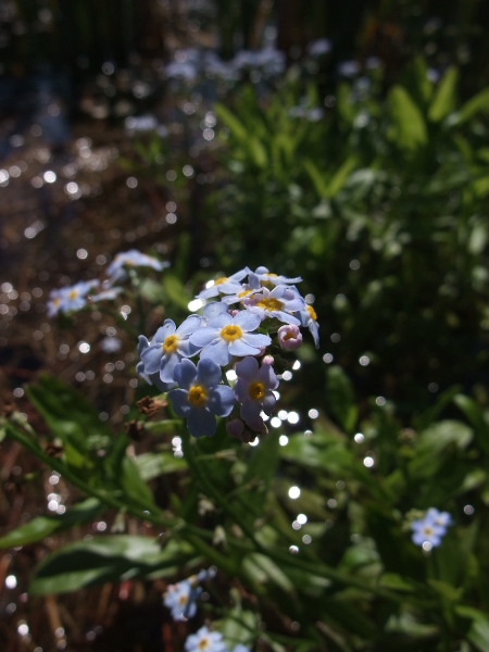 Water Forget-me-not Myosotis scorpioides Lus-vieygh yn ushtey