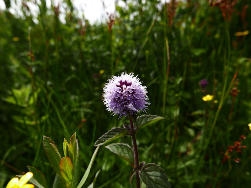 Water Mint Mentha aquatica Mynthey yiarg