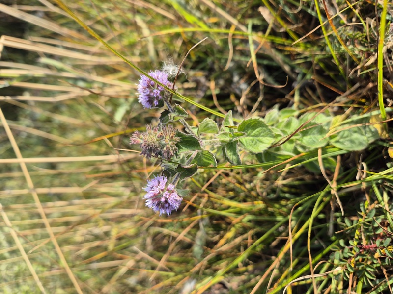 Water Mint Mentha aquatica Mynthey yiarg