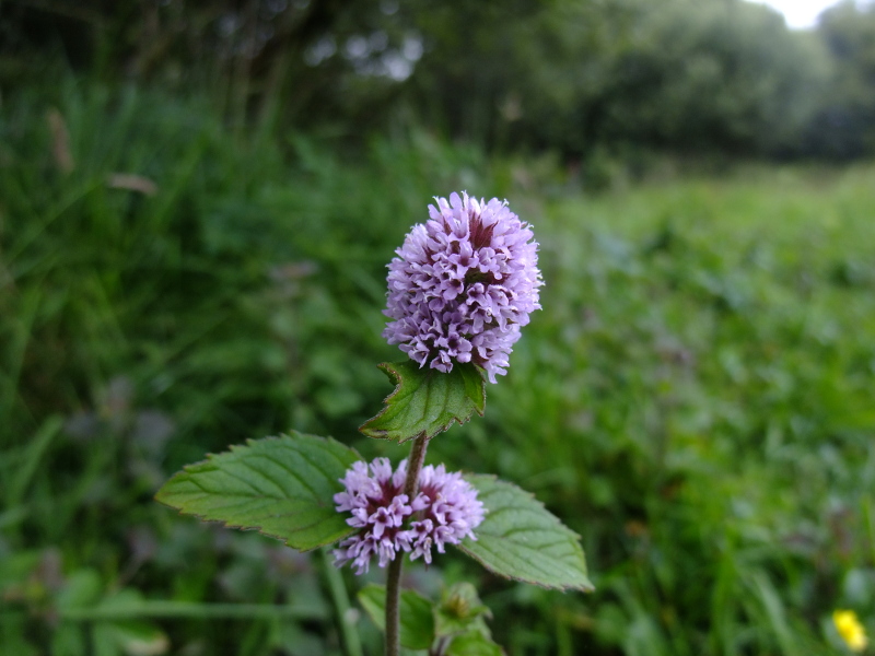 Water Mint Mentha aquatica Mynthey yiarg