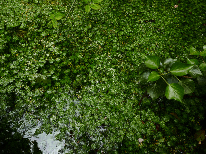 Water Starwort Callitriche stagnalis Rolteen ushtey