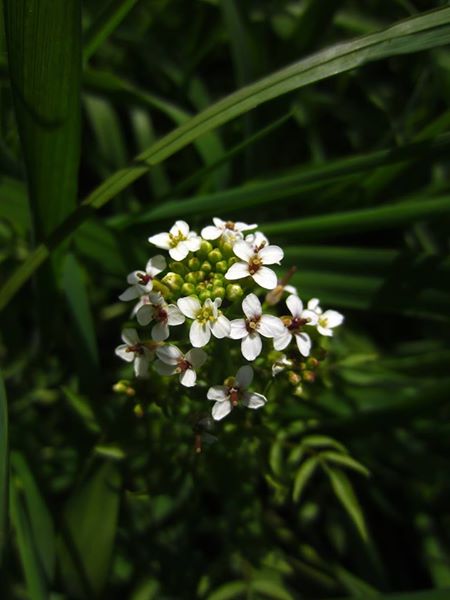 Watercress Nasturtium officinale Burley