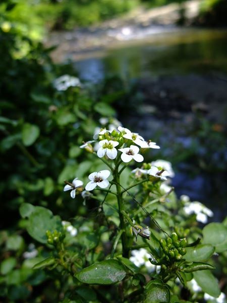 Watercress Nasturtium officinale Burley