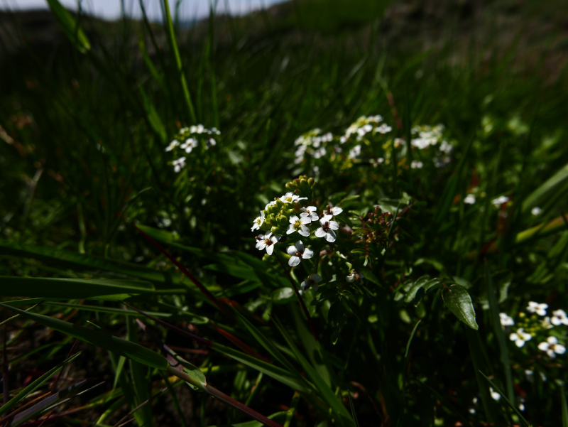 Watercress Nasturtium officinale Burley