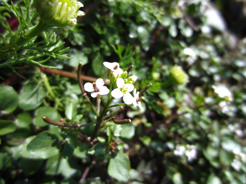 Watercress Nasturtium officinale Burley