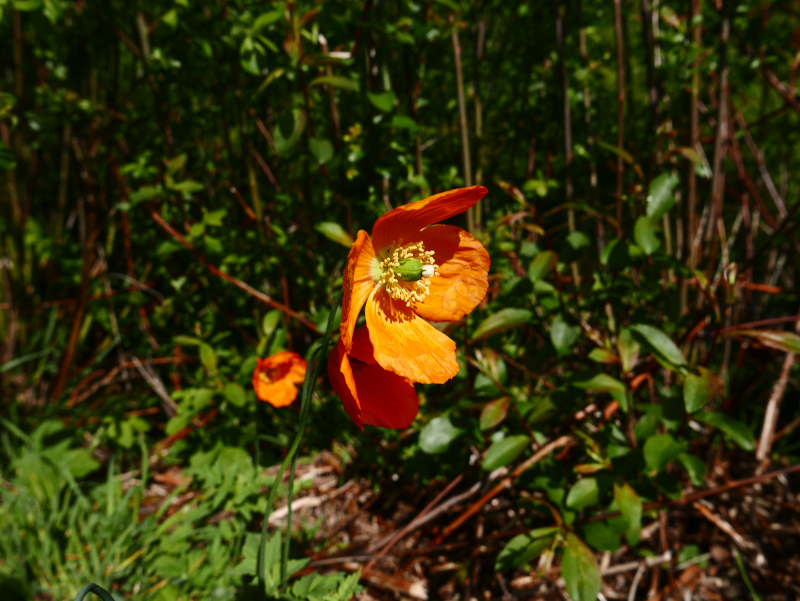 Welsh Poppy Meconopsis cambrica Lus-chroym Vretnagh