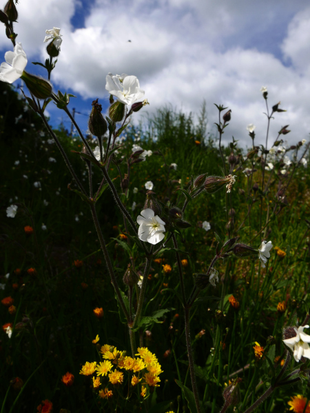 White Campion Silene latifolia Coirran bane