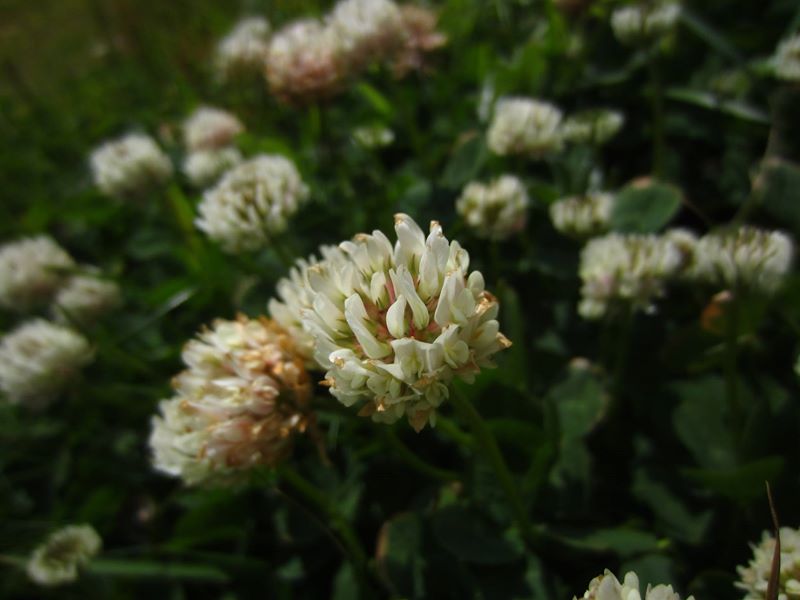 White Clover Trifolium repens Shamrag vane