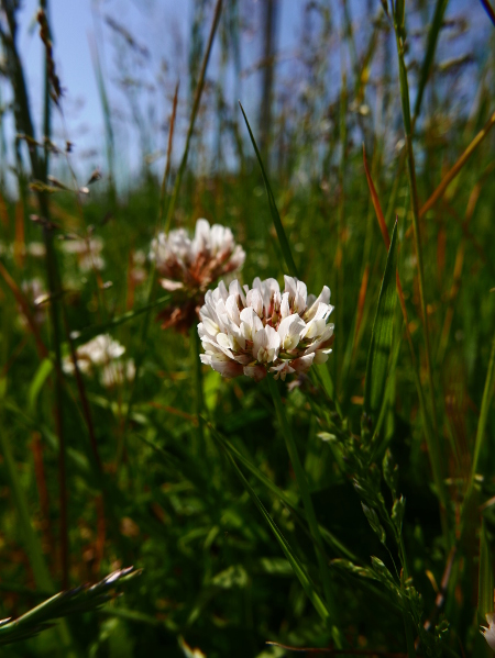 White Clover Trifolium repens Shamrag vane