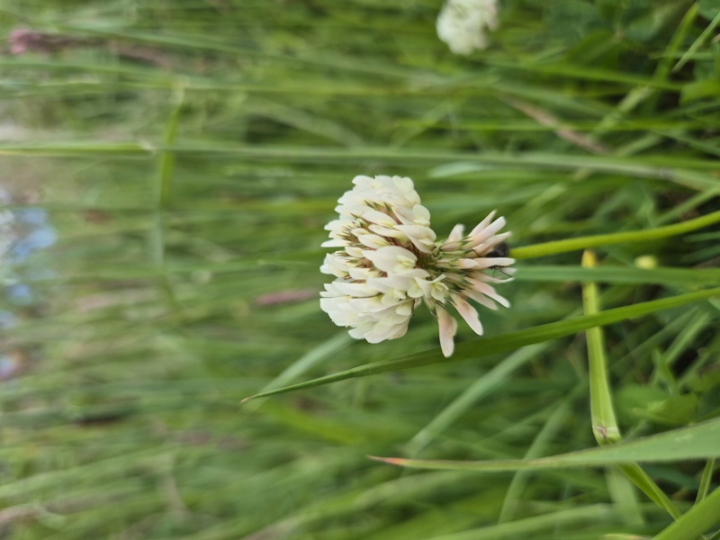 White Clover Trifolium repens Shamrag vane