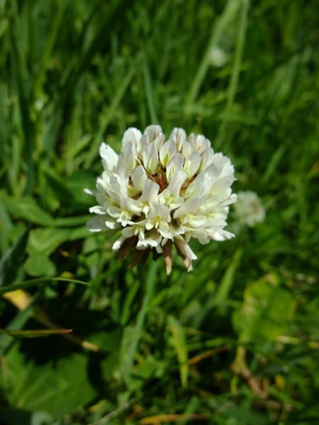 White Clover Trifolium repens Shamrag vane