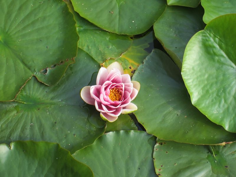 White Water Lily Nymphaea alba Duillag-vaiht vane