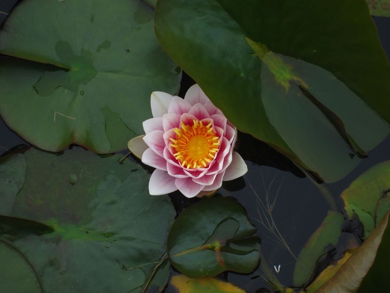 White Water Lily Nymphaea alba Duillag-vaiht vane