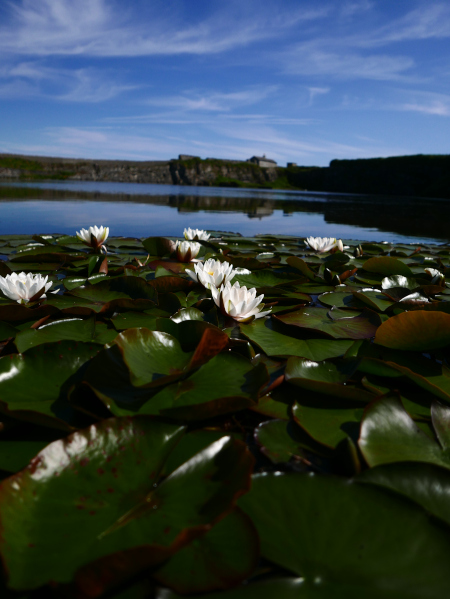 White Water Lily Nymphaea alba Duillag-vaiht vane