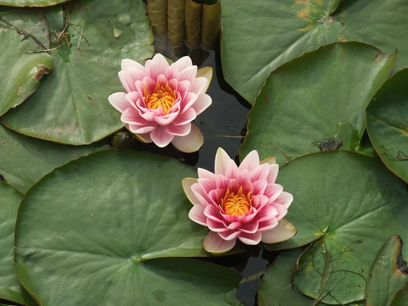 White Water Lily Nymphaea alba Duillag-vaiht vane