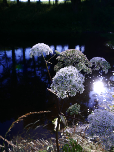 Wild Angelica Angelica sylvestris Lus yn ainle