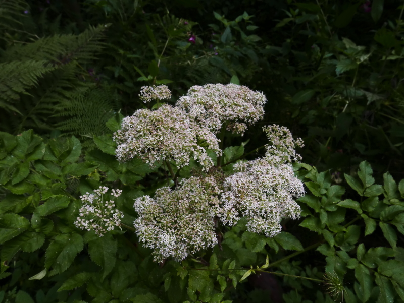 Wild Angelica Angelica sylvestris Lus yn ainle