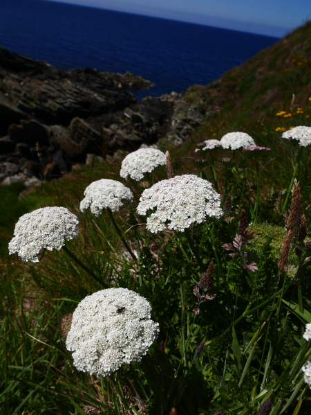 Wild Carrot Daucus carota Carradje feie