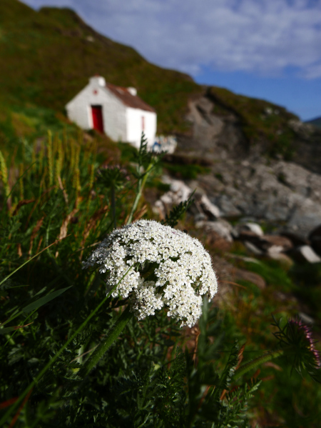 Wild Carrot Daucus carota Carradje feie