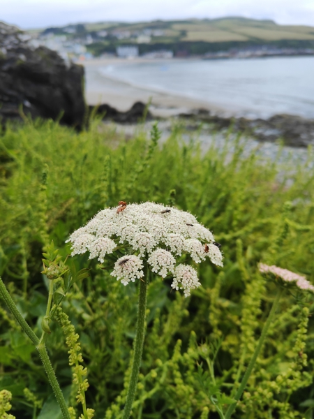Wild Carrot Daucus carota Carradje feie