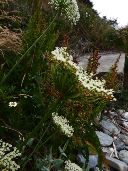 Wild Carrot Daucus carota Carradje feie