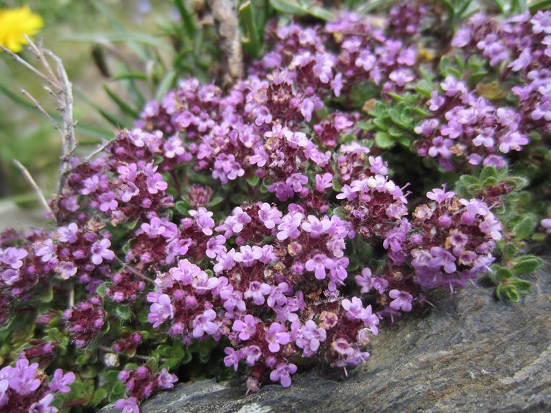 Wild Thyme Thymus serpyllum teim hallooin