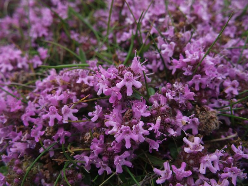 Wild Thyme Thymus serpyllum teim hallooin