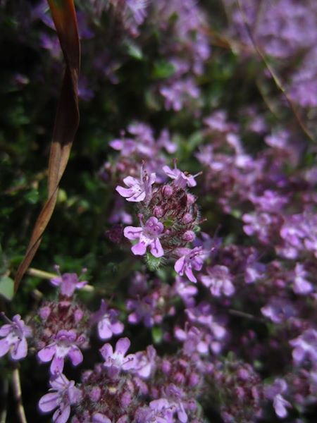 Wild Thyme Thymus serpyllum teim hallooin