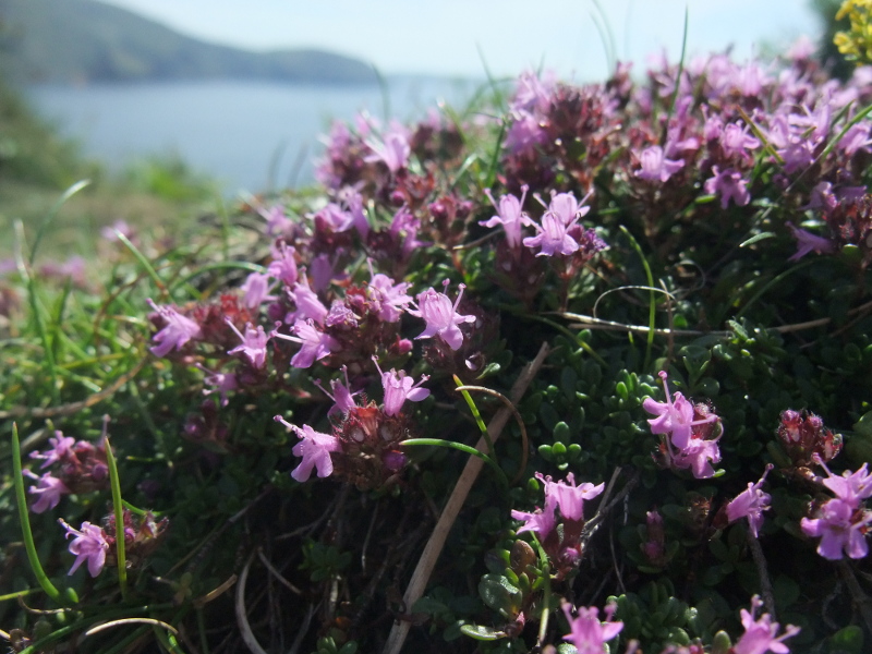 Wild Thyme Thymus serpyllum teim hallooin