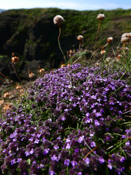 Wild Thyme Thymus serpyllum teim hallooin