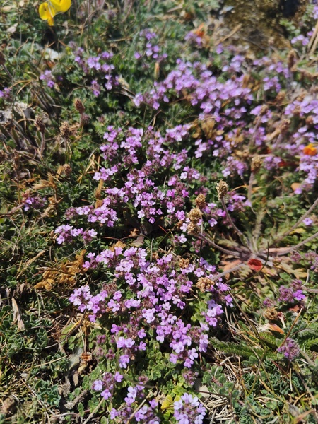 Wild Thyme Thymus serpyllum teim hallooin