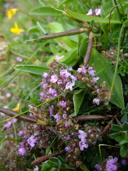 Wild Thyme Thymus serpyllum teim hallooin