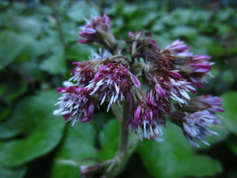 Winter Heliotrope Petasites fragrans Gallan millish