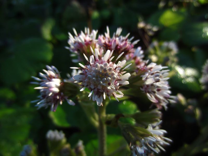 Winter Heliotrope Petasites fragrans Gallan millish