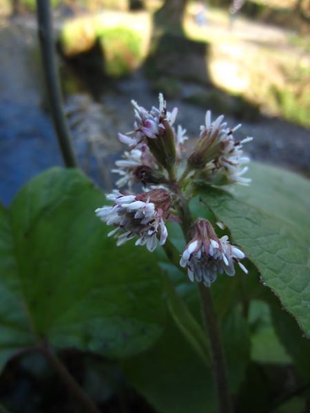 Winter Heliotrope Petasites fragrans Gallan millish