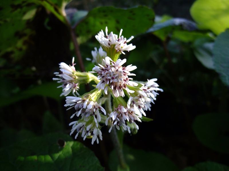 Winter Heliotrope Petasites fragrans Gallan millish