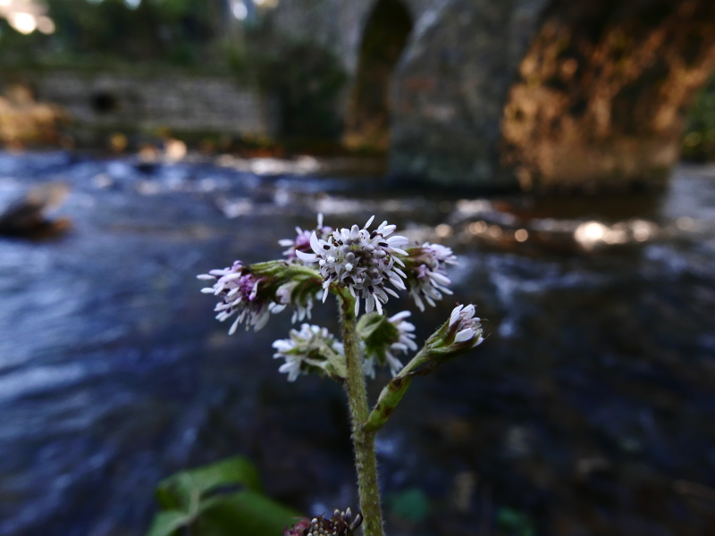 Winter Heliotrope Petasites fragrans Gallan millish